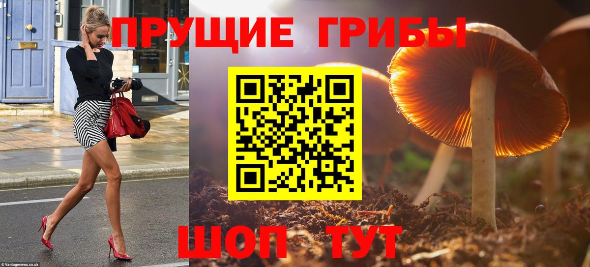Корсаков  Галлюциногенные грибы GOLDEN TEACHER  Вход с VPN 